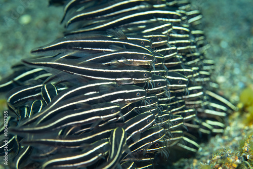 A school of Striped eel catfish, Plotosus lineatus, feeds on planktonic organisms on the sandy seafloor in Indonesia. This species has venomous spines that are used for defensive purposes. photo