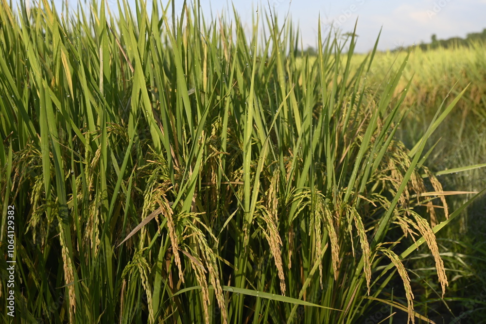 Rice Field and Green Leaves Rice Field and Green Leaves