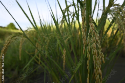 Rice Field and Green Leaves