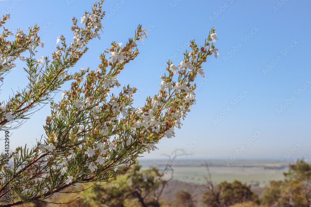 spring blossoms in australian landscape spring blossoms in australian landscape