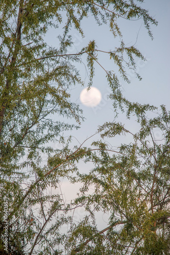 Obraz na płótnie full moon at sunset on the banks of the Parana River w salonie
