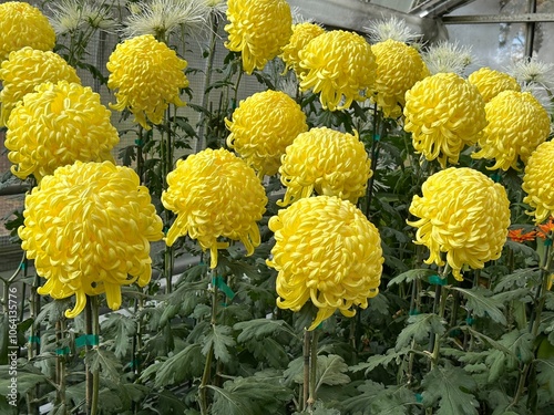 Yellow large incurve chrysanthemums blooming in greenhouse photo