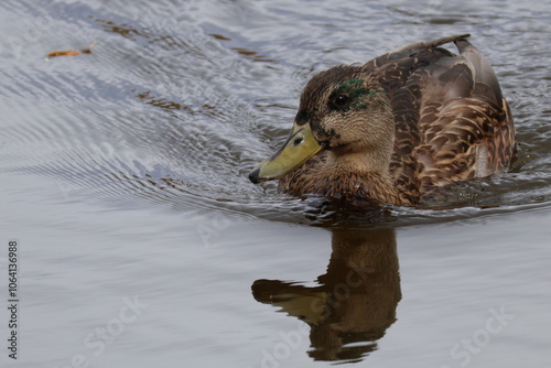 duck in water