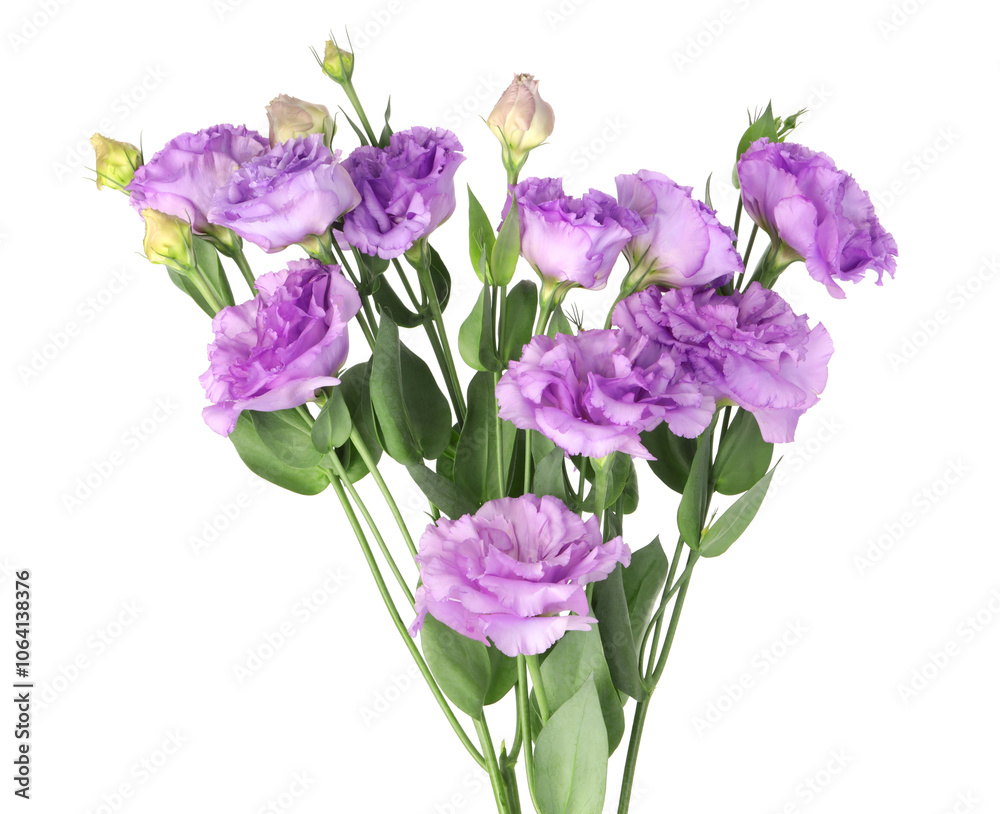 Fototapeta premium Bouquet of violet eustoma flowers with green leaves isolated on white