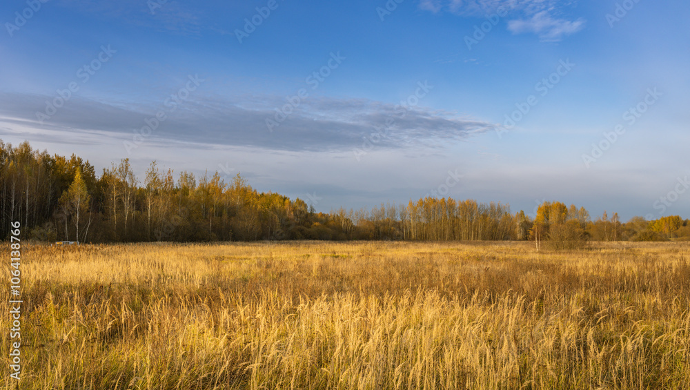 A field of tall grass with a clear blue sky in the background A field of tall grass with a clear blue sky in the background