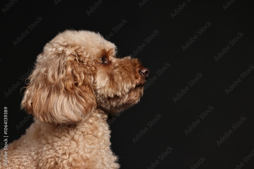Cute Toy Poodle dog on black background, space for text. Lovely pet Cute Toy Poodle dog on black background, space for text. Lovely pet