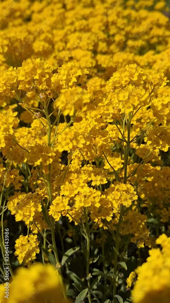 Vibrant Yellow Wildflowers in Full Bloom Under the Sun.