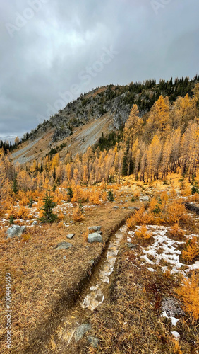 A colorful fall pathway through the larches forest in the mountains