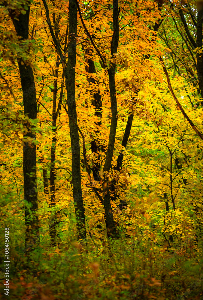 Maple forest , maple leaves and trees on the picture,yellow and orange colors.Fall in the forest,beautiful nature, autumn landscape in the forest.Woodlands flora in the park.Pov camping in the forest Maple forest , maple leaves and trees on the picture,yellow and orange colors.Fall in the forest,beautiful nature, autumn landscape in the forest.Woodlands flora in the park.Pov camping in the forest