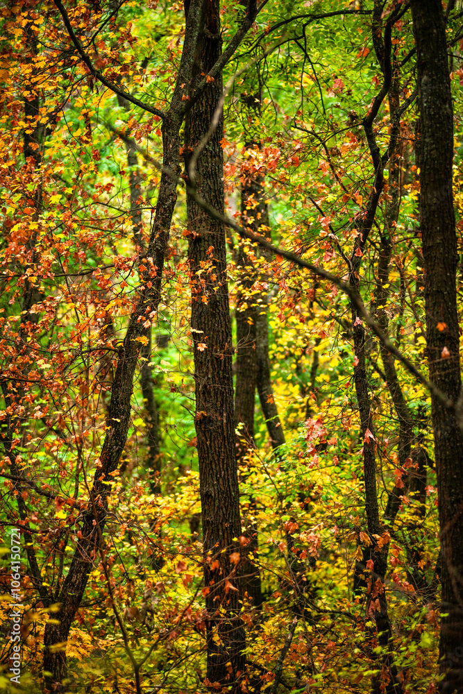Maple forest , maple leaves and trees on the picture,yellow and orange colors.Fall in the forest,beautiful nature, autumn landscape in the forest.Woodlands flora in the park.Pov camping in the forest Maple forest , maple leaves and trees on the picture,yellow and orange colors.Fall in the forest,beautiful nature, autumn landscape in the forest.Woodlands flora in the park.Pov camping in the forest