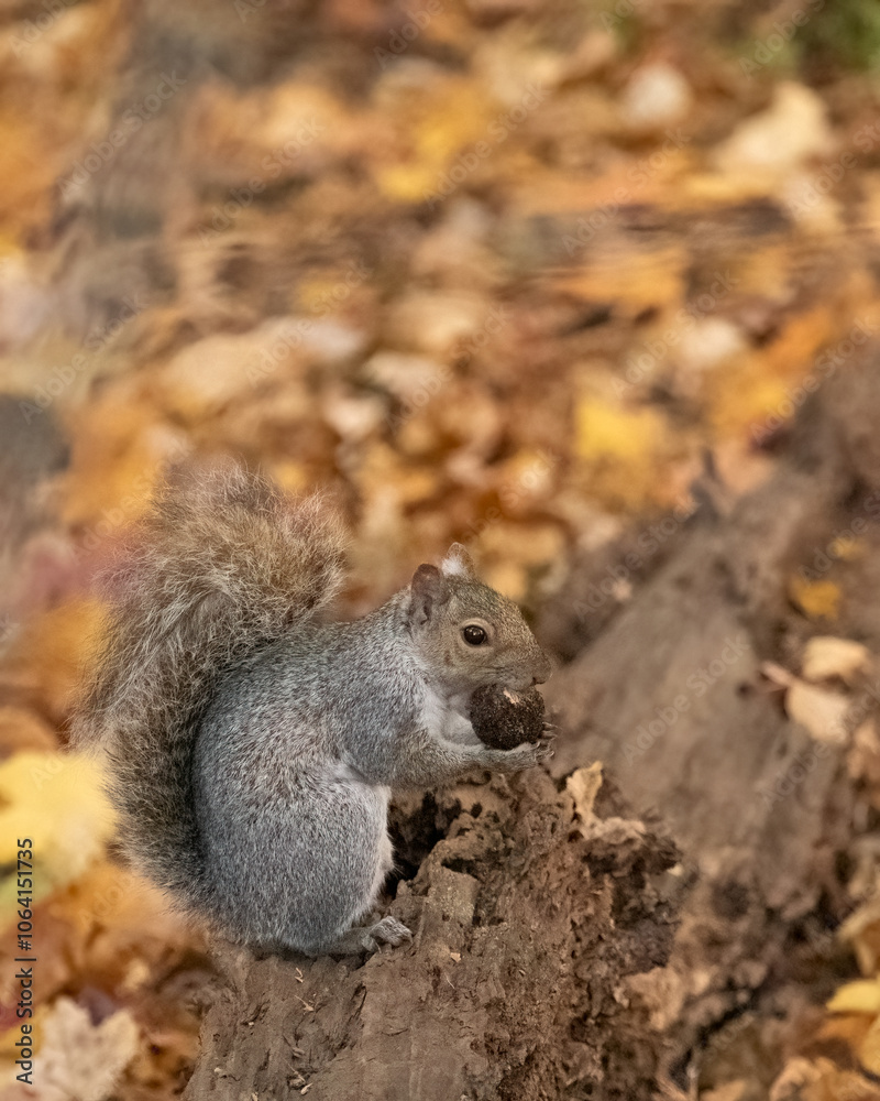 An eastern gray squirrel sits on a fallen log in an autumn forest. It looks cute eating what appears to be a nut for a meal. The bright and colorful fallen leaves form a tranquil backdrop. An eastern gray squirrel sits on a fallen log in an autumn forest. It looks cute eating what appears to be a nut for a meal. The bright and colorful fallen leaves form a tranquil backdrop.