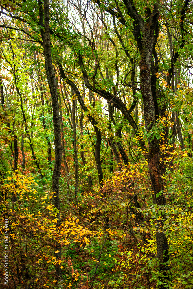 Maple forest , maple leaves and trees on the picture,yellow and orange colors.Fall in the forest,beautiful nature, autumn landscape in the forest.Woodlands flora in the park.Pov camping in the forest Maple forest , maple leaves and trees on the picture,yellow and orange colors.Fall in the forest,beautiful nature, autumn landscape in the forest.Woodlands flora in the park.Pov camping in the forest