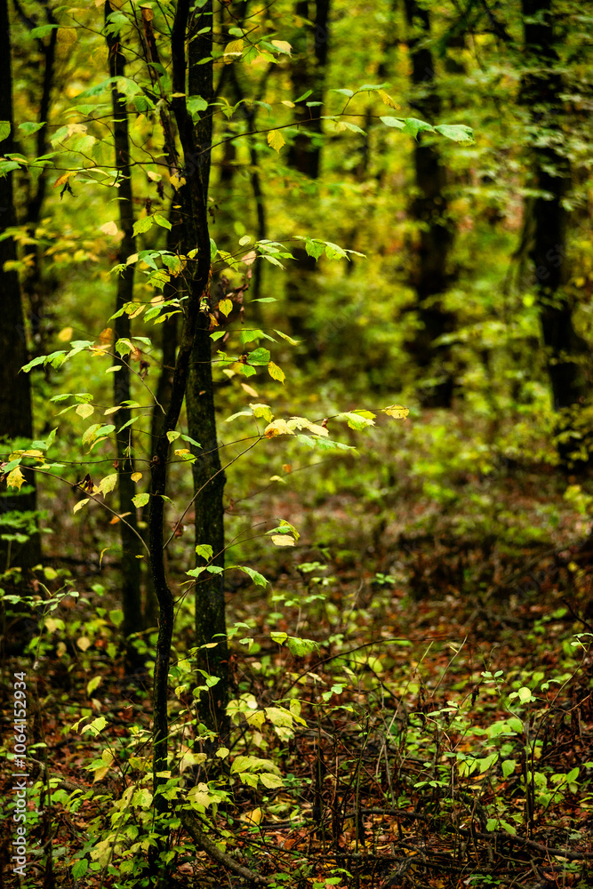 Maple forest at the autumn day,leaves on trees with beautiful colors.Mystery woodlands,yellow and green trees in the forest.Maple leaves.Landscape in the woods.Horizontical and vertical shots . Maple forest at the autumn day,leaves on trees with beautiful colors.Mystery woodlands,yellow and green trees in the forest.Maple leaves.Landscape in the woods.Horizontical and vertical shots .