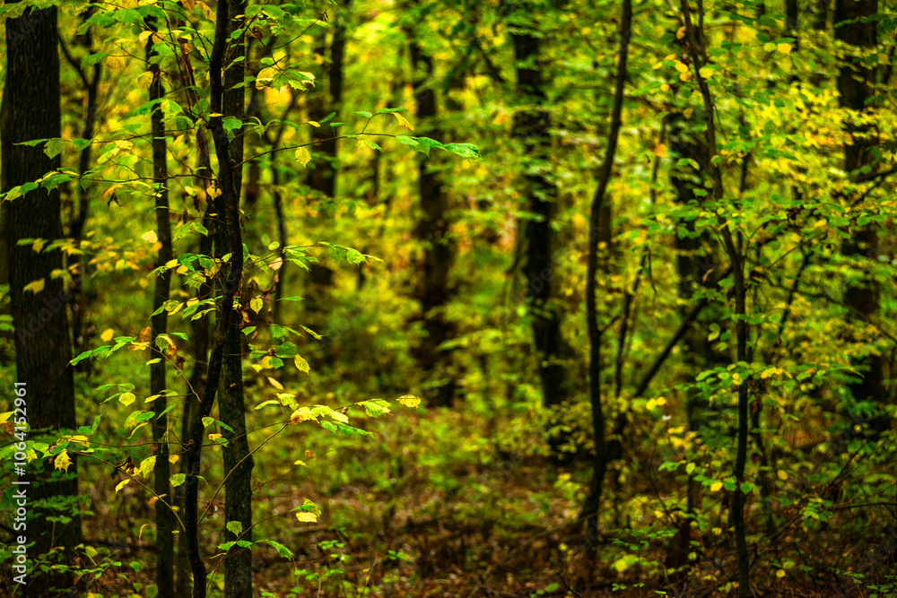 Maple forest at the autumn day,leaves on trees with beautiful colors.Mystery woodlands,yellow and green trees in the forest.Maple leaves.Landscape in the woods.Horizontical and vertical shots .