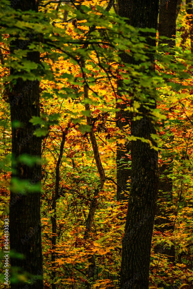 Maple forest at the autumn day,leaves on trees with beautiful colors.Mystery woodlands,yellow and green trees in the forest.Maple leaves.Landscape in the woods.Horizontical and vertical shots . Maple forest at the autumn day,leaves on trees with beautiful colors.Mystery woodlands,yellow and green trees in the forest.Maple leaves.Landscape in the woods.Horizontical and vertical shots .