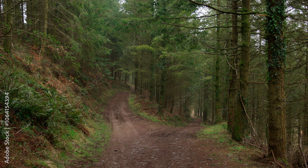 Obraz premium Early summer in the woodlands of Brayford in North Devon, UK. A beautiful shady walk.