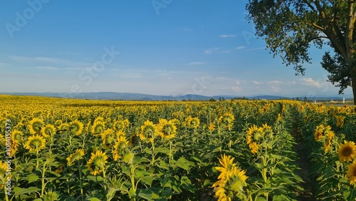 Champs de tournesol avec le Bugarach en arrière-plan photo