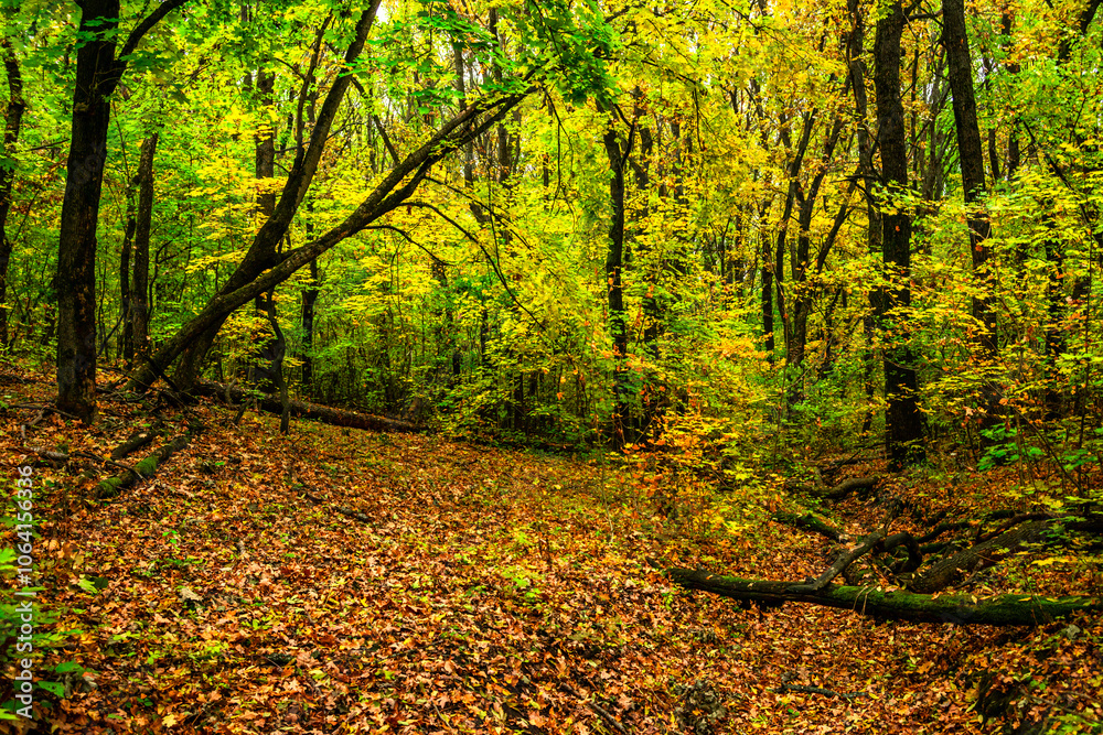 Autumn forest with green and yellow trees,october forest landscape.Fallen trees in the frame.Green colors.Mystery woodlands.Maple trees and leaves.Morning landscape.Camping in the forest Autumn forest with green and yellow trees,october forest landscape.Fallen trees in the frame.Green colors.Mystery woodlands.Maple trees and leaves.Morning landscape.Camping in the forest