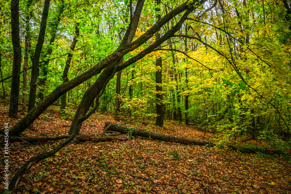 Fototapeta premium Autumn forest with green and yellow trees,october forest landscape.Fallen trees in the frame.Green colors.Mystery woodlands.Maple trees and leaves.Morning landscape.Camping in the forest