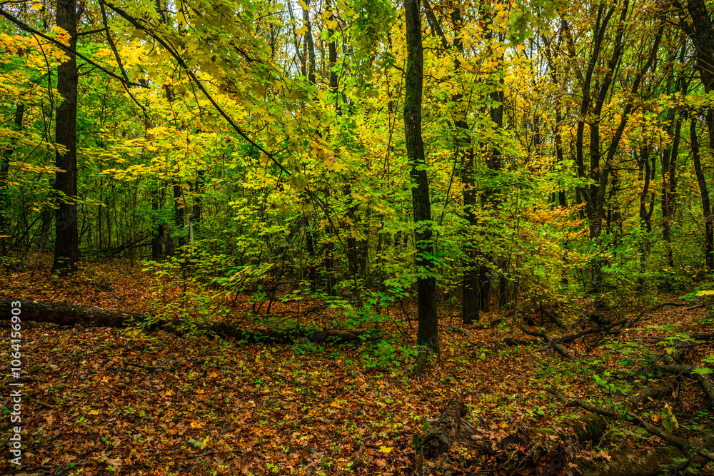 Autumn forest with green and yellow trees,october forest landscape.Fallen trees in the frame.Green colors.Mystery woodlands.Maple trees and leaves.Morning landscape.Camping in the forest Autumn forest with green and yellow trees,october forest landscape.Fallen trees in the frame.Green colors.Mystery woodlands.Maple trees and leaves.Morning landscape.Camping in the forest