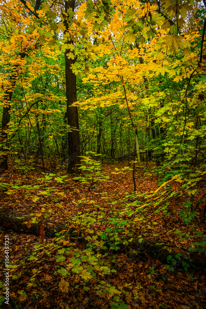 Autumn forest with green and yellow trees,october forest landscape.Fallen trees in the frame.Green colors.Mystery woodlands.Maple trees and leaves.Morning landscape.Camping in the forest Autumn forest with green and yellow trees,october forest landscape.Fallen trees in the frame.Green colors.Mystery woodlands.Maple trees and leaves.Morning landscape.Camping in the forest