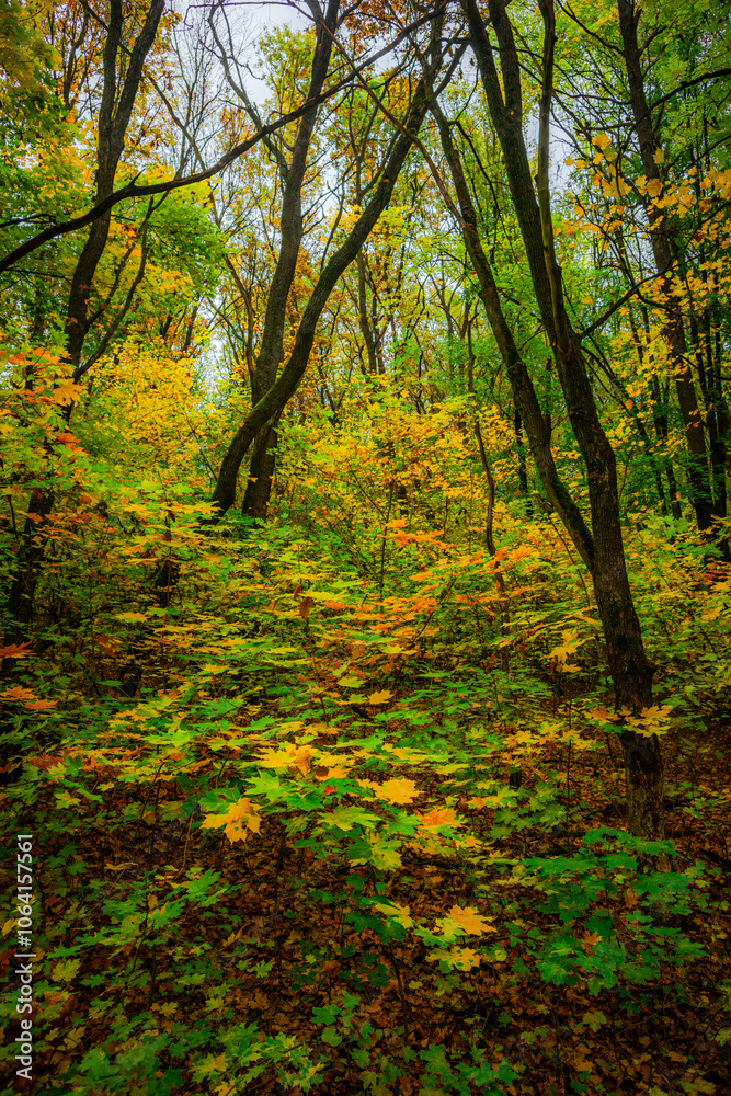 Autumn forest with green and yellow trees,october forest landscape.Fallen trees in the frame.Green colors.Mystery woodlands.Maple trees and leaves.Morning landscape.Camping in the forest Autumn forest with green and yellow trees,october forest landscape.Fallen trees in the frame.Green colors.Mystery woodlands.Maple trees and leaves.Morning landscape.Camping in the forest