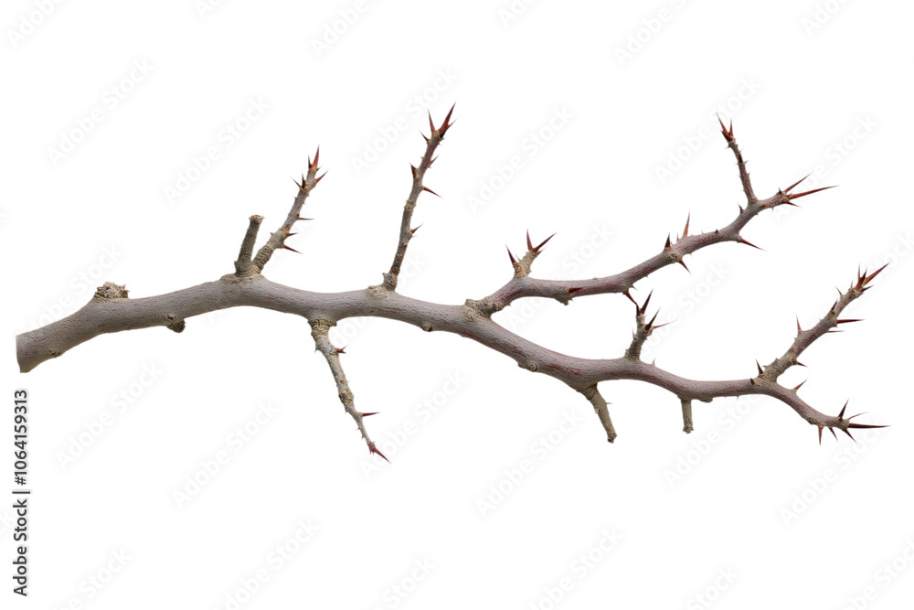 Brown and green tree branch with red leaves. Diagonal branch creates movement, contrasting with isolated transparent background. Brown and green hues stand out against white backdrop. Alpha mask png. Brown and green tree branch with red leaves. Diagonal branch creates movement, contrasting with isolated transparent background. Brown and green hues stand out against white backdrop. Alpha mask png.