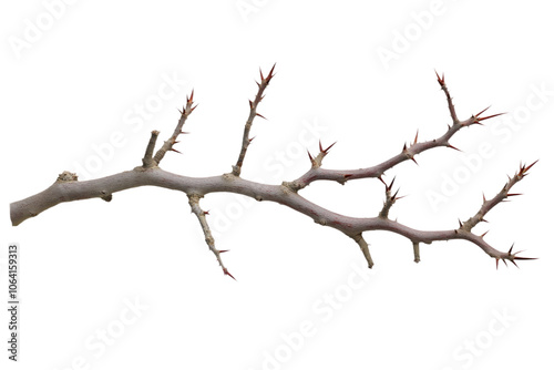 Brown and green tree branch with red leaves. Diagonal branch creates movement, contrasting with isolated transparent background. Brown and green hues stand out against white backdrop. Alpha mask png.