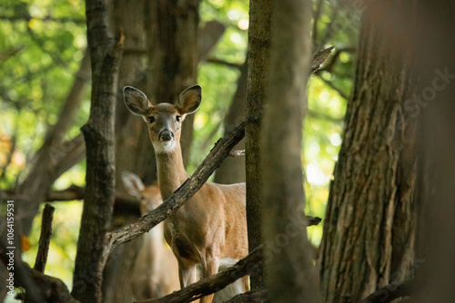 A white-tailed deer doe is seen in the woods in New Jersey during Autumn. She stares directly at the camera in this photograph.