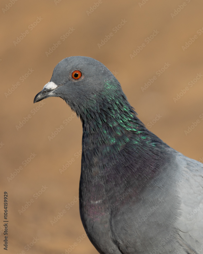 A closeup view of a common rock pigeon on a beach in New Jersey. You can see its beautiful iridescent coloring and piercing orange eyes. A closeup view of a common rock pigeon on a beach in New Jersey. You can see its beautiful iridescent coloring and piercing orange eyes.