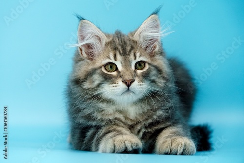 Siberian kitten on colored backgrounds