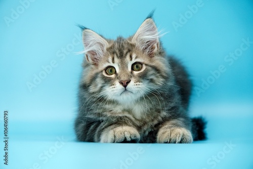 Siberian kitten on colored backgrounds