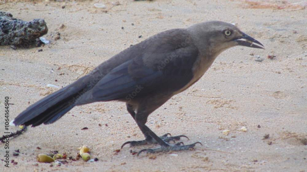 Fototapeta premium Un merle posé sur le sable