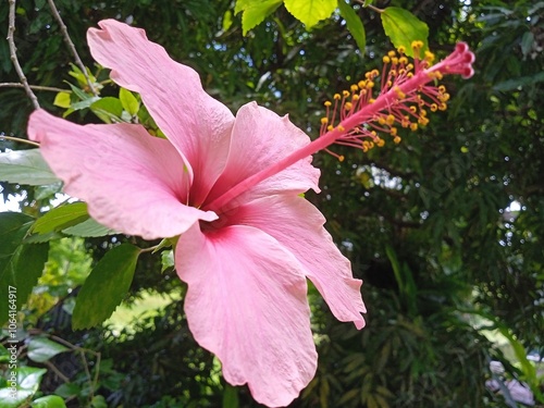 Une belle fleur tropicale d'hibiscus rose photo