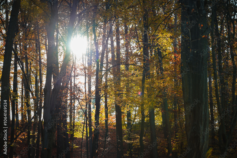Fototapeta premium Herbst Wanderung Erlangen