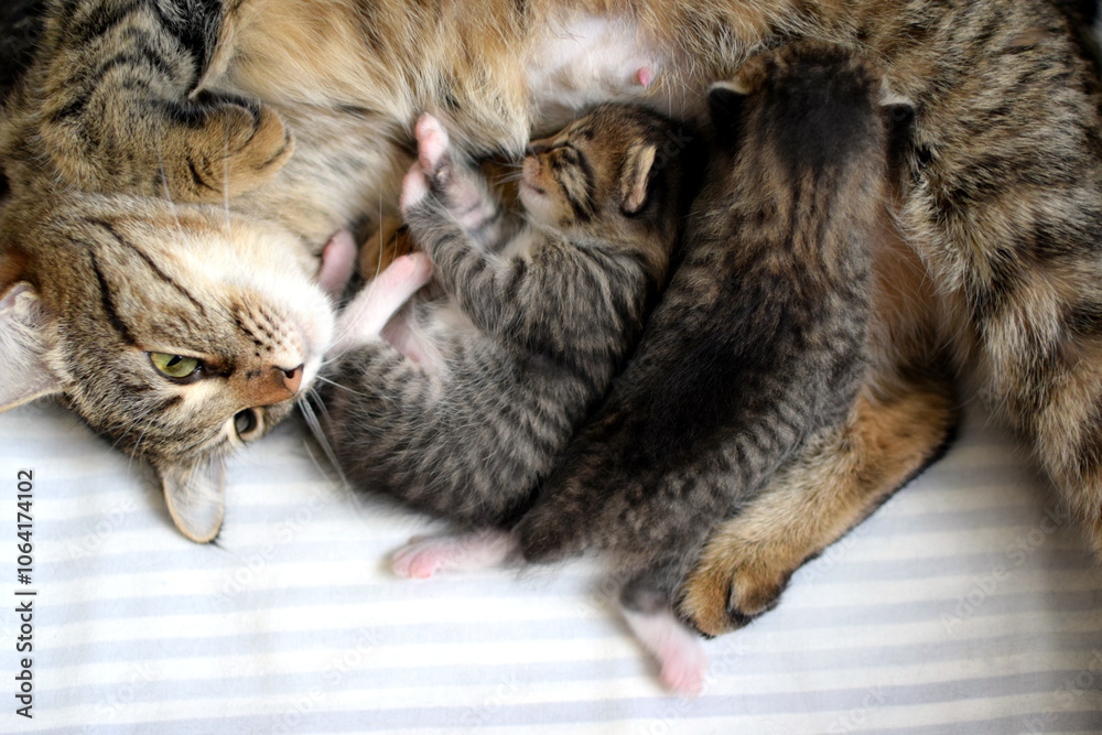 Little striped Kurilian Bobtail kittens with their mother cat sleep in a cardboard box. A domestic cat feeds her kittens. Little striped Kurilian Bobtail kittens with their mother cat sleep in a cardboard box. A domestic cat feeds her kittens.