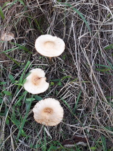 mushroom in the woods