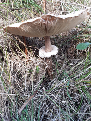 Close up of underside of a mushroom (Shaggy Parasol)