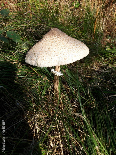 Wild mushrooms - Shaggy Parasol photo