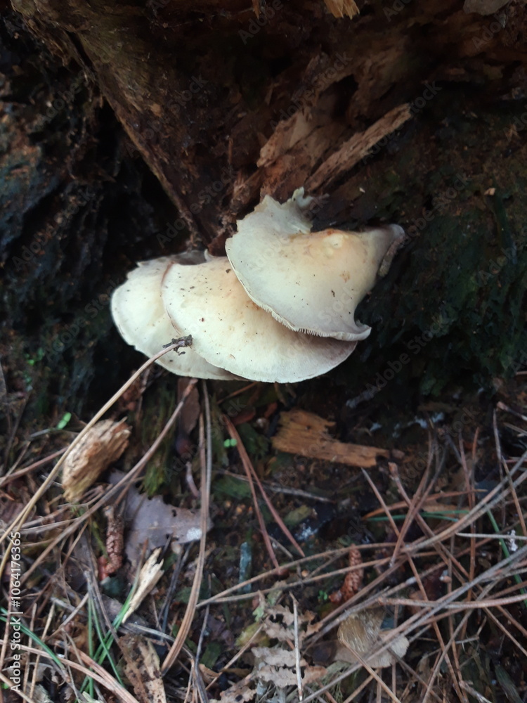 Tree fungus found whilst foraging Tree fungus found whilst foraging
