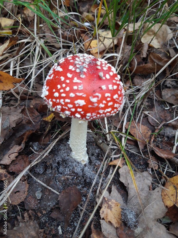 Poisonous mushrooms - Fly Agaric (Fly Amanita) Poisonous mushrooms - Fly Agaric (Fly Amanita)