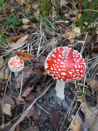 Red fly agaric mushrooms photo