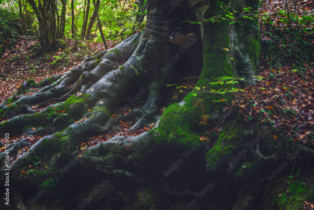 The roots of time