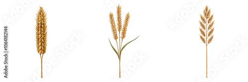 Golden Wheat Stalks The Symbol of Abundance and Harvest in Nature's Bounty