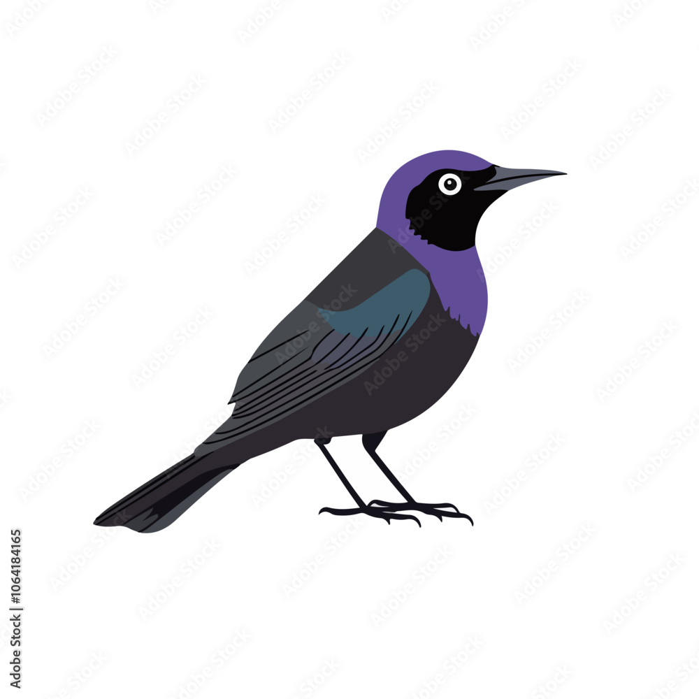 Obraz premium Common Grackle bird vector