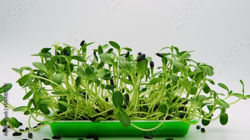 Super time lapse of withered sunflowers sprouts regenerate or came to life and keep growing in soilless container placed in lightbox under controlled conditions - this is reverse footage