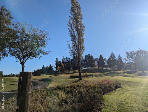 trees in the field