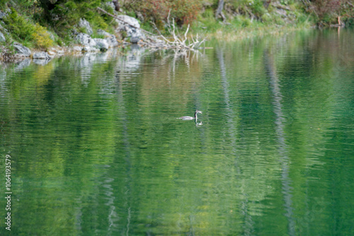 Tranquil Lake with Bird Swimming