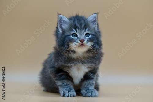 Siberian kitten on colored backgrounds photo