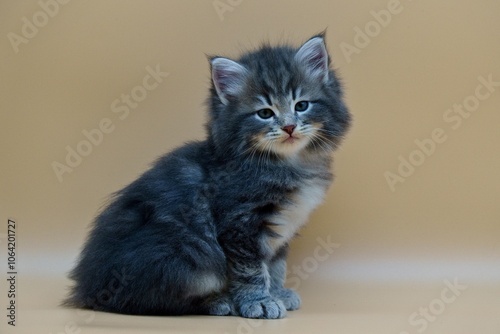 Siberian kitten on colored backgrounds